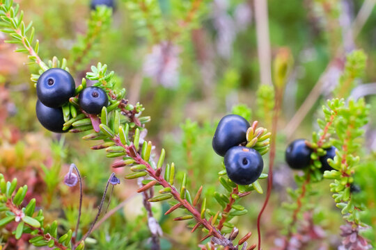 Empetrum. Fresh berries crowberry on swamp. Close up view