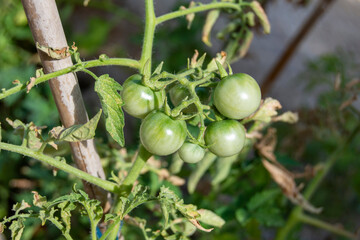 Tomates cherry verdes