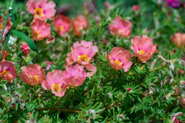 Portulaca grandiflora moss-rose flowering plant, pale pink orange color rock rose purslane flowers in bloom
