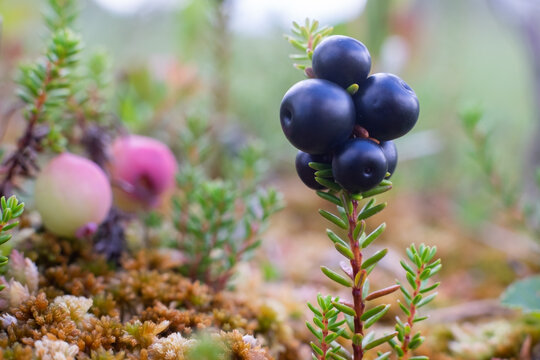Empetrum. Fresh berries crowberry on swamp. Close up view