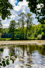 Fototapeta na wymiar Drei Bäume spiegeln sich in einem Teich beim Kloster Loccum im Vordergrund schwimmt eine Ente