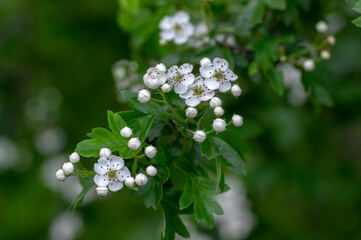 Crataegus laevigata white flowering branches, beautiful wild tree in bloom