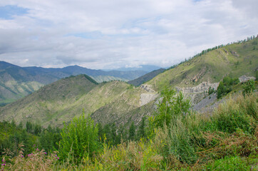 Landscape of Altai mountains in Russia with forest and plants
