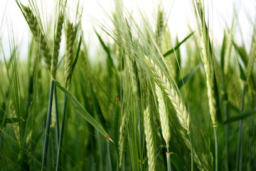 Obraz premium green wheat field in sunny weather close up