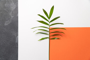 Tropical plant leaf on orange and white paper background. Flat lay, top view, minimal design template with copyspace.