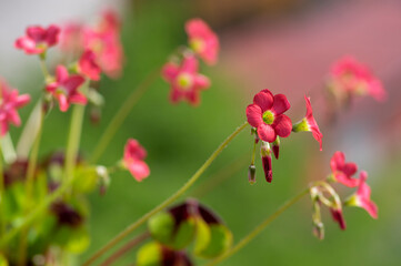 Oxalis tetraphylla beautiful flowering bulbous plants, four-leaved pink sorrel flowers in bloom, flower head detail
