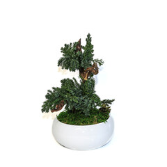bonsai tree isolated on white