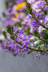 Scaevola aemula fairy fan-flower purple violet flowering ornamental plant, group of beautiful flowers in bloom