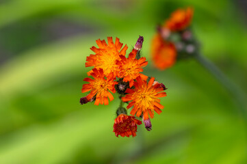Pilosella aurantiaca wild flowering plant, orange flowers in bloom