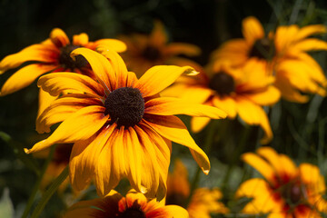  Rudbeckia (Flor del bosque)