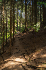 path in the woods