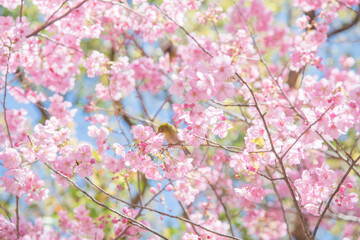 	
めじろ, 山桜, 桜, 自然, 植物, 屋外, 春, 人無し, 鳥, 青空, 風景, メジロ, 小鳥, 人物無し, 無人, 人なし, 人物なし, 花びら, 晴れ, 鳥類, 明るい, サクラ, さくら, 野鳥, 快晴, 3月, 4月, 満開, 野生