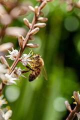 Selective focus photo of brown bee pollinating on white flowers of Cordyline Australis flowers, commonly known as the cabbage tree, cabbage-palm or tī kōuka.