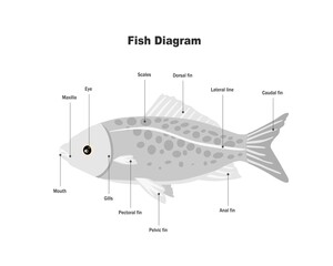 illustration of a fish in a cage