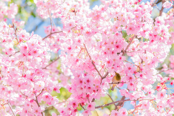 	
めじろ, 山桜, 桜, 自然, 植物, 屋外, 春, 人無し, 鳥, 青空, 風景, メジロ, 小鳥, 人物無し, 無人, 人なし, 人物なし, 花びら, 晴れ, 鳥類, 明るい, サクラ, さくら, 野鳥, 快晴, 3月, 4月, 満開, 野生