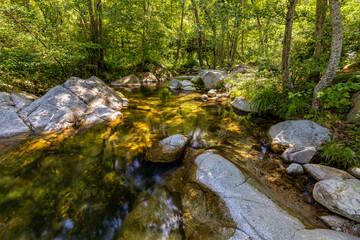 Naklejka na ściany i meble Small transparent creek in a sunny day in the forest