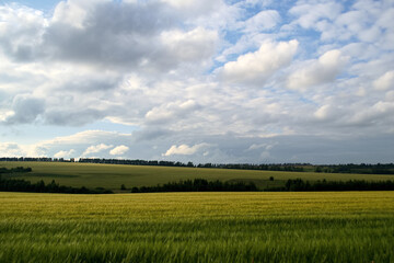 Obraz premium Green wheat field with cloudy sky