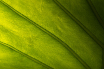 Close up picture of a large leaf of the plant Alocasia odora lit from behind by the morning sun
