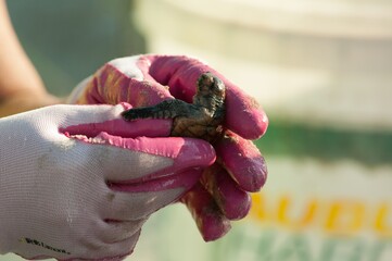 Cute baby Loggerhead sea turtle in the hands of an environmentalist