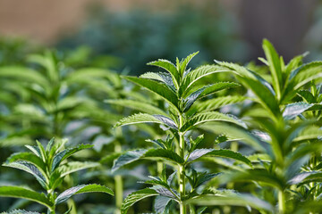 Obraz premium Young growing mint in the garden flowerbed,summer time.