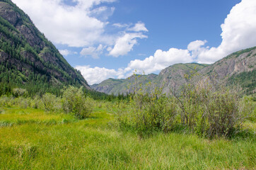 Landscape of Altai mountains in Russia with forest and plants
