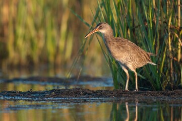 Beautiful shot of a King Rail (marsh hen) waterbird in a natural environment