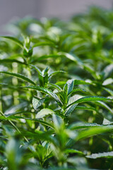 Young growing mint in the garden flowerbed,summer time.