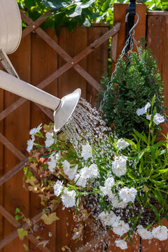 Watering Plants With Water Can In Hanging Basket In The Garden.