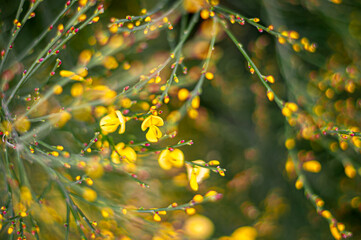 Young yellow broom flowers and buds. Signs of spring. Cytisus scoparius plant.