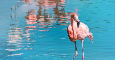 Creative banner of pink flamingo standing in blue water with reflection of another ones. Minimal, duotone pastel, nature, summer concept.