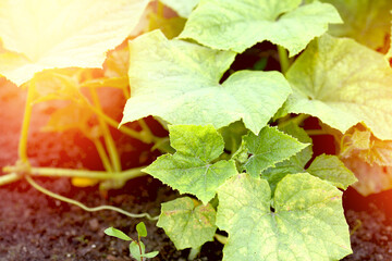 Curly green sprouts of cucumbers on the ground. Shoots of cucumbers in the garden. Agriculture. Gardening. Organic vegetables. Vegetarianism concept. Background sun rays, boke, flash