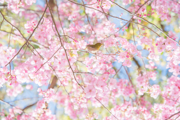 	
めじろ, 山桜, 桜, 自然, 植物, 屋外, 春, 人無し, 鳥, 青空, 風景, メジロ, 小鳥, 人物無し, 無人, 人なし, 人物なし, 花びら, 晴れ, 鳥類, 明るい, サクラ, さくら, 野鳥, 快晴, 3月, 4月, 満開, 野生