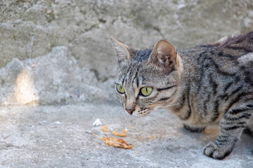  Activity of cat such as eat, lick.
