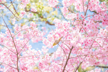 	
めじろ, 山桜, 桜, 自然, 植物, 屋外, 春, 人無し, 鳥, 青空, 風景, メジロ, 小鳥, 人物無し, 無人, 人なし, 人物なし, 花びら, 晴れ, 鳥類, 明るい, サクラ, さくら, 野鳥, 快晴, 3月, 4月, 満開, 野生