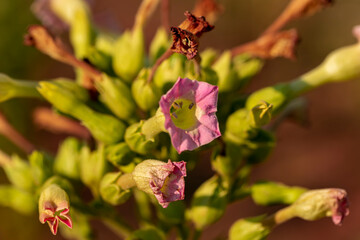 Tobacco flower and tobacco field