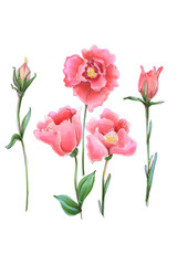 flower bright pink tenderness wedding eustoma leucandendron illustration