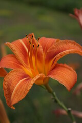 an orange lily in the summer garden