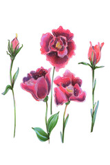 Fototapeta na wymiar flower purple pink tenderness wedding eustoma leucandendron illustration