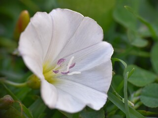 White flower of Convolvulus arvensis.
