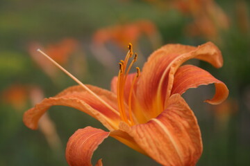 an orange lily in the summer garden