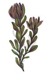 green plant leucadendrone eucalyptus tropical bouquet illustration