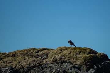White wagtail outdoors on a rock with moss, in sunlight