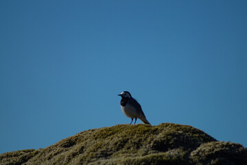 White wagtail outdoors on a rock with moss, in sunlight