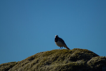 White wagtail outdoors on a rock with moss, in sunlight