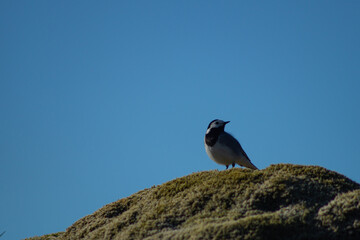 White wagtail outdoors on a rock with moss, in sunlight