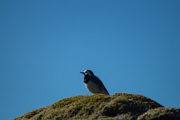 White wagtail outdoors on a rock with moss, in sunlight