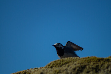 White wagtail outdoors on a rock with moss, in sunlight