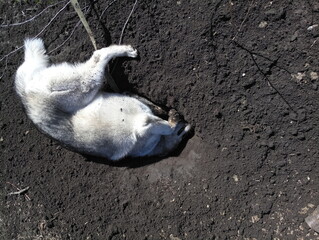 husky dog buried in the ground