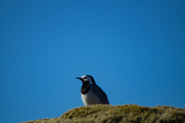 White wagtail outdoors on a rock with moss, in sunlight