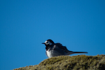 White wagtail outdoors on a rock with moss, in sunlight